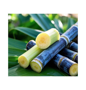 Caña de Azúcar Congelada para Exportación desde Vietnam, Suministro al por Mayor de Caña Congelada en Barra - Product Image 2