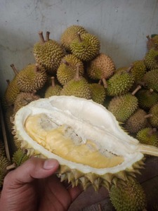 Durian fresco de la mejor calidad al por mayor y fruta congelada de Durian con precio de fábrica a la venta - Product Image 6