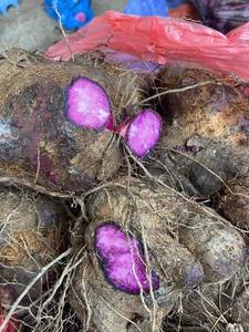 มันเทศขูดฝอยแช่แข็งแบบออแกนิกธรรมชาติ100% ทั้งผลไม้และผักจากเวียดนาม - Product Image 4