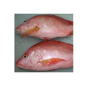 Experience competitive price variety products IQF seafood companies SFF Frozen Wild Caught Red Snapper Sea Fish - Product Image 2