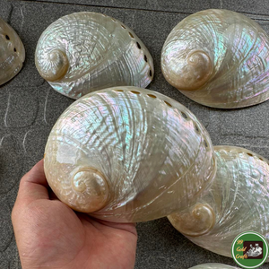 Decoración hecha a mano con conchas marinas naturales, material de conchas marinas para arte decorativo y artesanía personalizada de Vietnam. - Product Image 4