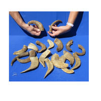 Ram boynuz/cilalı Shofar ve özelleştirilmiş boyutu ucuz fiyat ve el yapımı parlak satılık cilasız