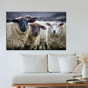 Obra de arte impresa en lienzo: Elegante decoración de ovejas estilo granja, LIENZO ENVELOPEADO - Product Image 1