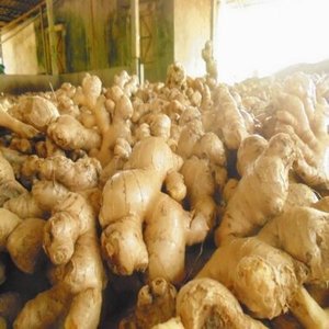 Gingembre cru frais 25 kg, deux gingembres jaunes et curcuma en cubes, cultivés à la maison et fraîchement cueillis pour la cuisine - Product Image 4