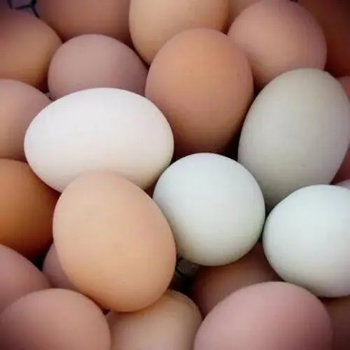 Direct Paultry Price Fresh Table Eggs and Fertilized Broiler Chicken Eggs Cobb 500/Cobb 700 Fertile eggs Ready for Export
