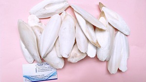 Hueso de sepia recortado, hueso de sepia, barato, a granel, venta al por mayor - Product Image 2