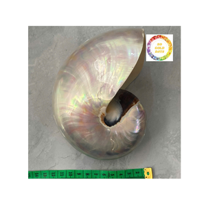 Concha Nautilus pulida brillante de concha de mar Natural de Vietnam para decoración de Acuario y manualidades temáticas oceánicas - Product Image 2
