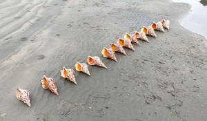 วัสดุเปลือกหอยเคลือบเงาสำหรับเป็นของขวัญของที่ระลึกงานหัตถกรรมเปลือกหอยธรรมชาติสำหรับตกแต่งผู้ผลิตในเวียดนาม - Product Image 6