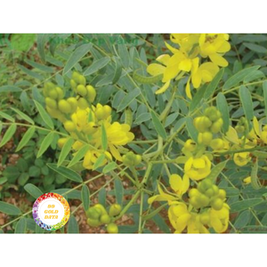 Vietnam Raw Senna Leaves Dry Material for Factory Production <b>Craft</b> Industry and Export <b>Supply</b> - Product Image 6