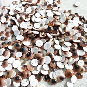 Decorative Bulk Quantity <b>Supply</b> Shiva Eye Shell Gomti Chakra Pacific Ocean Cats Eye Shells - Product Image 6