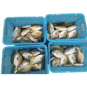 Pomfret Dorado Congelado Entero Redondo 600-800g, Pescado Pompano Dorado de Cultivo Chino - Product Image 6