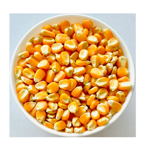 Maïs jaune en gros pour la consommation humaine disponible au meilleur prix à bas prix sur les commandes en gros pour les fabricants de produits alimentaires - Product Image 6