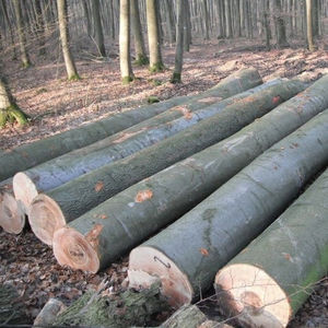 Troncos de madera dura de haya al por mayor de bosques sostenibles, longitudes de más de 3 m, certificados FSC PEFC para mercados globales de exportación de madera - Product Image 5