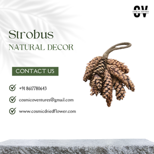 Strobus populaire de qualité supérieure pour le décor de bureau d'événement à domicile de mariage et l'arrangement de fleurs séchées bricolage - Product Image 3