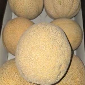 Premium Class I <b>Fresh</b> Cantaloupe <b>Melons</b> - High Brix Sweetness - Bulk Export Grade Musk <b>Melons</b> - Product Image 4