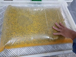 Vente en gros de purée de fruits de la Passion 2022 avec des graines du Vietnam, de haute qualité et à prix compétitif - Product Image 2