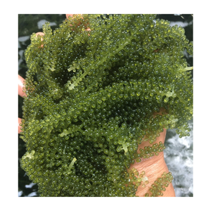 องุ่นทะเล Caulerpa lentillifera สาหร่ายสีเขียวแห้งผลิตภัณฑ์ผักทะเลอบแห้งจากพืชมอส - Product Image 1
