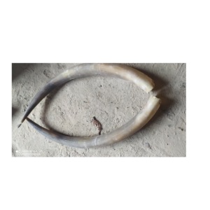 Corne de paire de buffle personnalisée avec crochet mural pour vaisselle de table artisanale naturelle d'excellente qualité Corne de paire de buffles 100% - Product Image 4