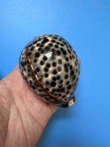 Coquillages de cauri tigre décoratifs pour l'aquarium Ornement à domicile et projets d'artisanat de bricolage fabriqués au Vietnam - Product Image 3