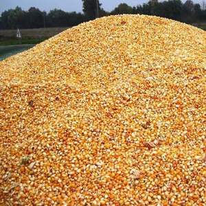 Pure Natural Fresh Organic Yellow Corn Maize Top Quality Raw Sweet Corn <b>Seed</b> Bulk in 50 kg <b>Packaging</b> bags - Product Image 2