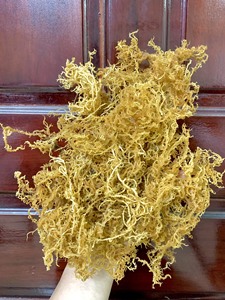 สาหร่ายธรรมชาติที่มีสีเหลืองสะดุดตา Eucheuma cottonii ผลิตในเวียดนาม/ฮานะ - Product Image 6