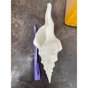 Concha de origen de Vietnam, concha marina, husillo Natural, concha de mar, tema del océano, acento para el hogar, suministro al por mayor - Product Image 4