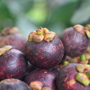 Mangoustan thaïlandais biologique fraîchement récolté avec goût sucré et haute teneur en antioxydants riche et juteux Khey Taladthai 8kg - Product Image 3