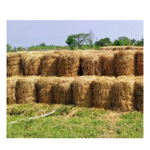 Precio al por mayor, proveedor de arroz, paja, alimentación animal, existencias a granel con envío rápido en Vietnam - Product Image 6