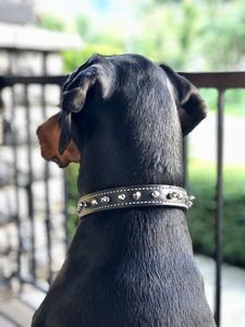 Le tailleur personnalisable en cuir durable du collier de luxe de Divine International pour la tradition de style classique de luxe rencontre le plaisir de remuer! - Product Image 4