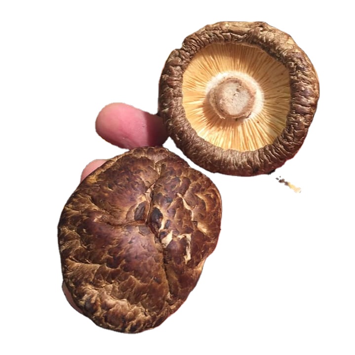 Вьетнамская ферма, органический Гриб типа шиитаке, продажа оптом, новый, оригинальный Гриб