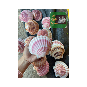 Coquillages de pétoncles océaniques de haute qualité sculptés à la main Ressources naturelles Barrières de mer Couleur de beauté fraîche Fabriqué au Vietnam - Product Image 6