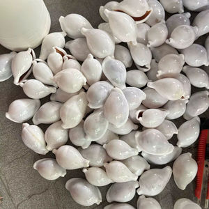 Vietnam Cowrie Shells Bulk Supply for Handicrafts Interior and Resort <b>Decoration</b> - Product Image 1