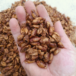 Crisalidi di Baco da Seta Essiccate al Microonde per Alimenti per Animali Domestici, 50%-70% Proteine, Approvato per l'Esportazione, Disponibile all'Ingrosso e OEM per l'Aggiunta all'Alimentazione Animale - Product Image 2