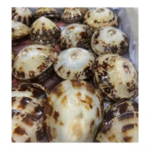 2025 conchas de caracol de mar naturales Lapa estilo esmaltado artesanía decoraciones de animales técnica pulida cruda - Product Image 1