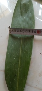 Feuilles de bambou séchées du Vietnam, feuilles séchées de haute qualité, vente en gros, idéal pour les matériaux d'emballage et les applications artisanales - Product Image 4