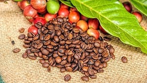 เมล็ดกาแฟคั่วบดโรบัสต้าเกรด1หน้าจอ16และ18ทำความสะอาดจากเมล็ดกาแฟธรรมชาติจากเวียดนาม/แอนนาทำ