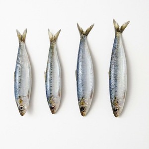 Sardine entière fraîche congelée biologique sans trans-graisses à prix avantageux, sardine marocaine - Product Image 6