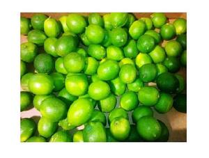 VIETNAM 2023 - LIMONES CONGELADOS - MEJOR PRECIO y ALTA CALIDAD - Product Image 6