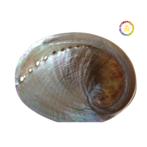Concha de Abulón Natural en Bruto con Exterior Rugoso e Interior Brillante de Nácar para Procesamiento Artesanal Personalizado - Product Image 6