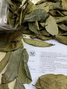 100% Feuilles de corossol séchées naturelles de qualité supérieure du Vietnam - Product Image 4