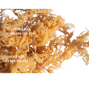 100% musgo natural, silvestre y de calidad superior Golden Irish Sea de Vietnam - Product Image 6