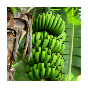 Cosecha fresca de plátano Cavendish verde de Vietnam para compradores mayoristas y cadenas de supermercados - Product Image 1