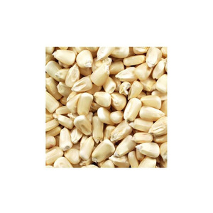 Los compradores mayoristas de todo el mundo pueden comprar granos de maíz blanco de alta calidad y alta pureza - Product Image 4
