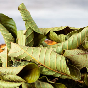 Feuilles de goyave séchées naturelles du Vietnam pour les fournisseurs de tisanes - Product Image 3