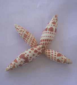 MITRA familia mitridae Pequeños tipos SEASHELL JEWELRY Rojo Blanco motivo natural de mariscos naturales - Product Image 6