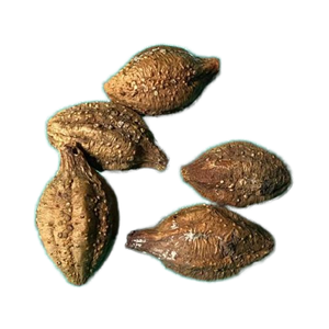 เทอร์นาเลียเชบูลาผลไม้แห้งจากธรรมชาติปลูกในป่า - Product Image 5