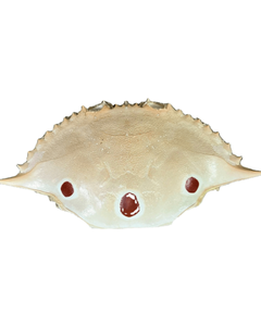 Coquille de crabe naturelle pour l'alimentation et l'engrais, prix d'usine - Product Image 3