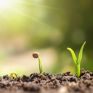 ปุ๋ยเพื่อความยั่งยืนตามธรรมชาติปุ๋ยมูลไก่ตากแดดออร์แกนิกจากเวียดนาม - Product Image 2