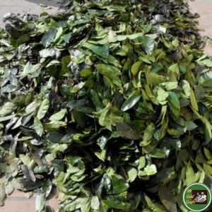 Hojas de Guanábana Secas Procesadas Cuidadosamente, Material Natural de Hoja para Té y Bebidas, Procedentes de Vietnam - Product Image 1