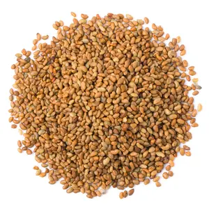 Produto original premium alfalfa semente-medicago sativa semente-alfalfa foi mostrado para ajudar a reduzir o colesterol